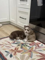 Minnie , a female Pomsky for sale in St. Petersburg, FL – 8 of 10