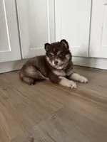 Kahlua, a female Pomsky for sale in St. Petersburg, FL – 8 of 8