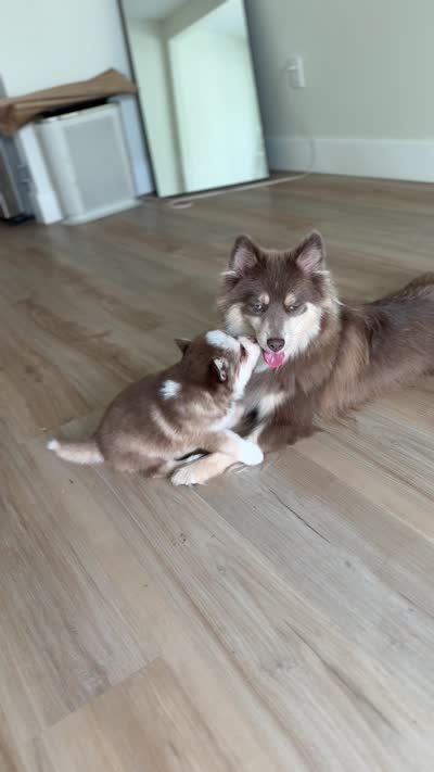 Minnie , a female Pomsky for sale in St. Petersburg, FL – 9 of 10