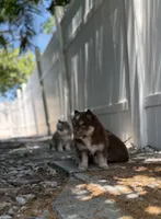 Minnie , a female Pomsky for sale in St. Petersburg, FL – 4 of 10