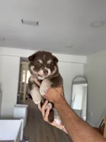 Kahlua, a female Pomsky for sale in St. Petersburg, FL – 4 of 8