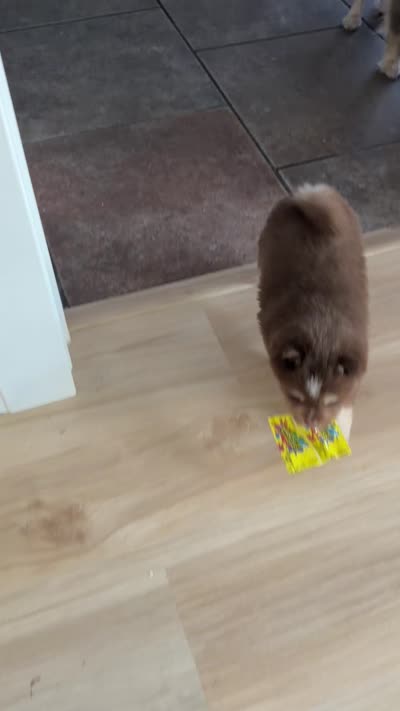 Minnie , a female Pomsky for sale in St. Petersburg, FL – 7 of 10