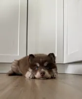Kahlua, a female Pomsky for sale in St. Petersburg, FL – 3 of 8