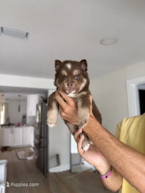 Minnie  – Pomsky puppy for sale in St. Petersburg, FL