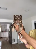 Minnie , a female Pomsky for sale in St. Petersburg, FL – 1 of 10