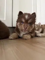 Minnie , a female Pomsky for sale in St. Petersburg, FL – 2 of 10