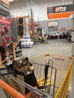 Minnie , a female Pomsky for sale in St. Petersburg, FL – 5 of 10