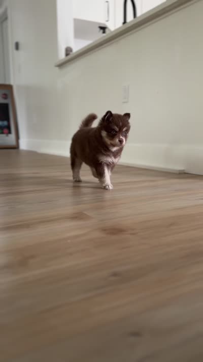 Kahlua, a female Pomsky for sale in St. Petersburg, FL – 6 of 8