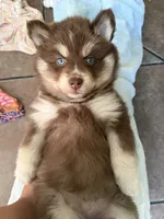 Kahlua, a female Pomsky for sale in St. Petersburg, FL – 7 of 8