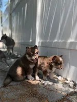 Kahlua, a female Pomsky for sale in St. Petersburg, FL – 5 of 8