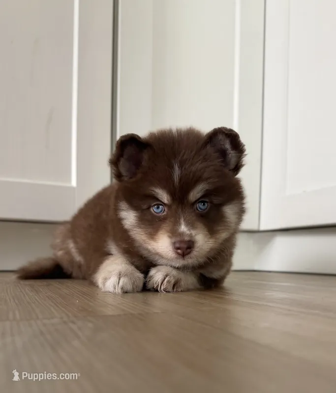 Kahlua – Pomsky puppy for sale in St. Petersburg, FL