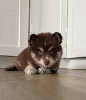 Kahlua, a female Pomsky for sale in St. Petersburg, FL – 1 of 8