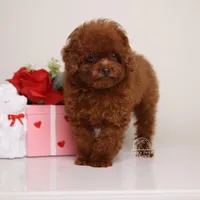 TINY TEACUP MING – MAHOGANY RED TOY , a female Poodle - Toy  for sale in Miami, FL – Photo 3 of 3