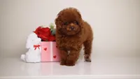 MING –MAHOGANY RED TOY , a female Poodle - Toy  for sale in Miami, FL – Photo 3 of 3