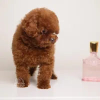 TINY TEACUP MING – MAHOGANY RED TOY , a female Poodle - Toy  for sale in Miami, FL – Photo 2 of 3
