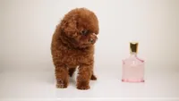 MING –MAHOGANY RED TOY , a female Poodle - Toy  for sale in Miami, FL – Photo 2 of 3