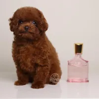 TINY TEACUP MING – MAHOGANY RED TOY , a female Poodle - Toy  for sale in Miami, FL – Photo 1 of 3