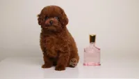 MING –MAHOGANY RED TOY , a female Poodle - Toy  for sale in Miami, FL – Photo 1 of 3