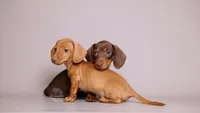 Chip- AKC Tiny Doxie, a male Miniature Dachshund for sale in Miami, FL – 2 of 4