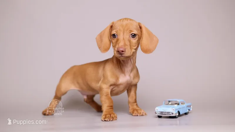 Chip- AKC Tiny Doxie – Miniature Dachshund puppy for sale in Miami, FL