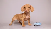 Chip- AKC Tiny Doxie, a male Miniature Dachshund for sale in Miami, FL – 1 of 4