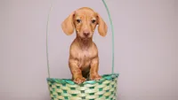 Chip- AKC Tiny Doxie, a male Miniature Dachshund for sale in Miami, FL – 4 of 4