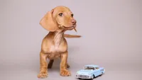 Chip- AKC Tiny Doxie, a male Miniature Dachshund for sale in Miami, FL – 3 of 4