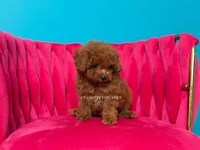 Key to my soul, a male Poodle - Toy  for sale in Miami, FL – 2 of 7