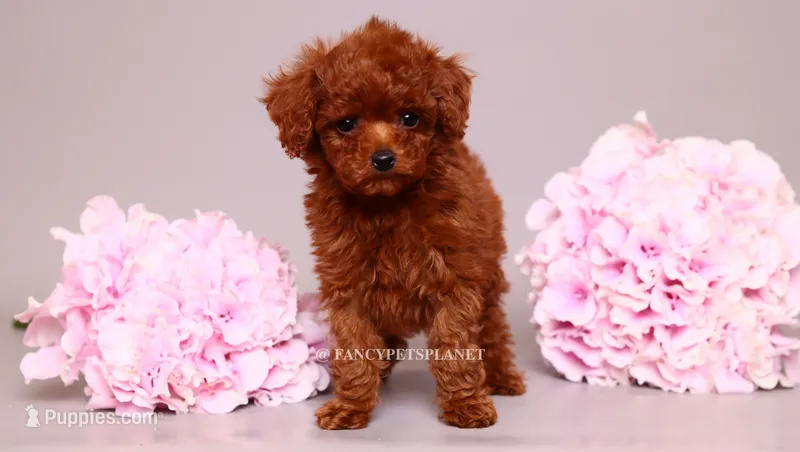 Elara tcup – Poodle - Toy  puppy for sale in Miami, FL