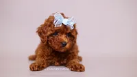 Ruby Red, a female Poodle - Toy  for sale in Miami, FL – 2 of 3