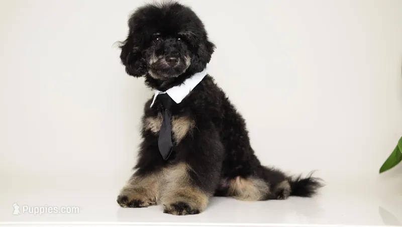 Carlos phantom poodle – Poodle - Miniature  puppy for sale in Miami, FL