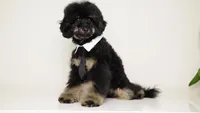Carlos phantom poodle, a male Poodle - Miniature  for sale in Miami, FL – Photo 1 of 4