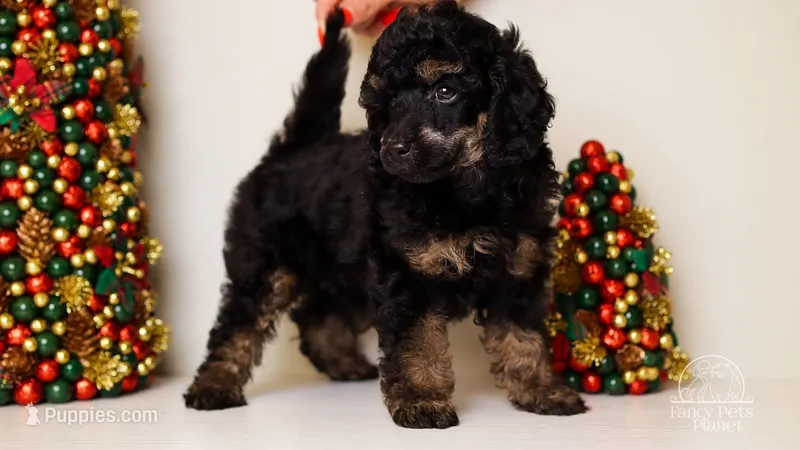 Carlos phantom poodle