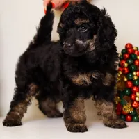Carlos phantom poodle, a male Poodle - Miniature  for sale in Miami, FL – Photo 2 of 4