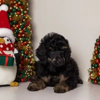 Carlos phantom poodle, a male Poodle - Miniature  for sale in Miami, FL – Photo 3 of 4