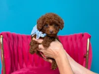 Green eyed King of my heart, a male Poodle - Toy  for sale in Miami, FL – 4 of 6