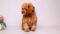 Francisca, a female Poodle - Toy  for sale in Miami, FL – 3 of 4