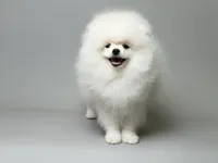 Nayson Von Rikos, a male Pomeranian for sale in Miami, FL – Photo 5 of 6