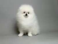 Nayson Von Rikos, a male Pomeranian for sale in Miami, FL – Photo 2 of 6