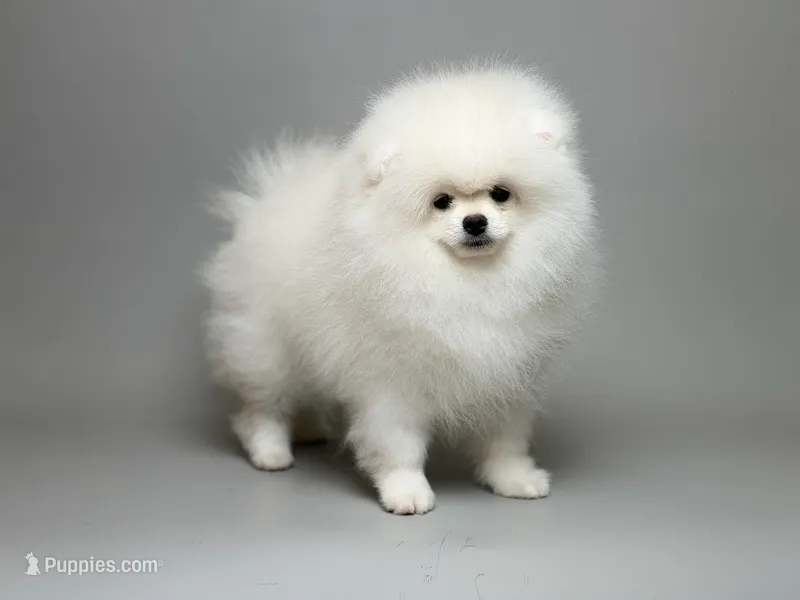 Nayson Von Rikos – Pomeranian puppy for sale in Miami, FL