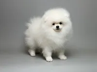 Nayson Von Rikos, a male Pomeranian for sale in Miami, FL – Photo 1 of 6