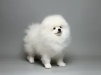 Nayson Von Rikos, a male Pomeranian for sale in Miami, FL – Photo 4 of 6