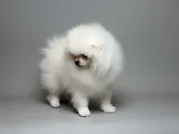 Nayson Von Rikos, a male Pomeranian for sale in Miami, FL – Photo 3 of 6