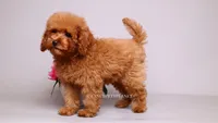 Francisca, a female Poodle - Toy  for sale in Miami, FL – 4 of 4
