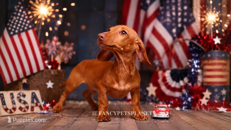 Chip cream boy – Miniature Dachshund puppy for sale in Miami, FL