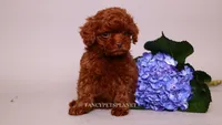Erling , a male Poodle - Toy  for sale in Miami, FL – 6 of 6