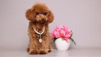 Meilin Teacup toy poodle, a female Poodle - Toy  for sale in Miami, FL – 2 of 4