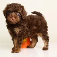 Leonard choc phantom, a male Poodle - Miniature  for sale in Miami, FL – Photo 7 of 7