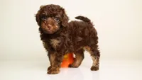 LEONARD — CHOCOLATE PHANTOM MALE WITH BLUE EYES, a male Poodle - Miniature  for sale in Miami, FL – Photo 3 of 3