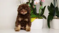 Leonard choc phantom, a male Poodle - Miniature  for sale in Miami, FL – Photo 2 of 7